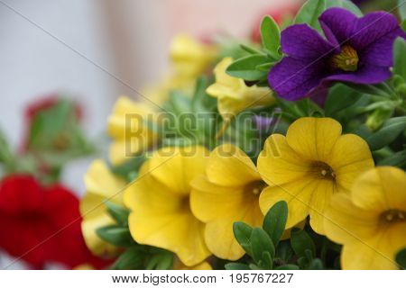 Colorful macro petunias flowers summer flower in garden background