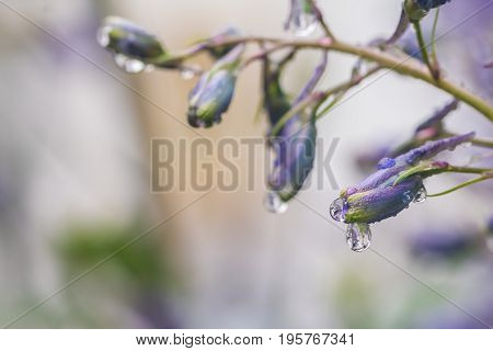 Larkspur purple flowers, Delphinium elatum with water drops after rain in a garden, close up