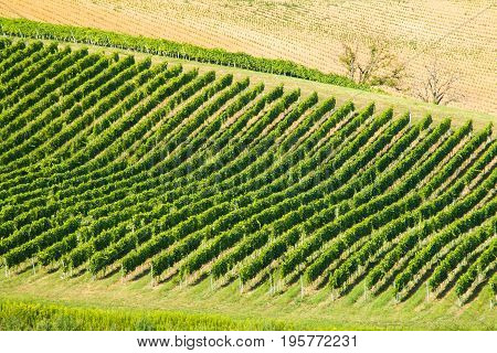 Beautiful green countryside landscape, vineyard in Daruvar region, Croatia