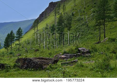 Green hills of Altai mountains with trees and stones. Altay Republic Siberia Russia.
