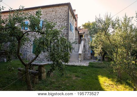 Apple trees in the Groznjan garden istria. Croatia
