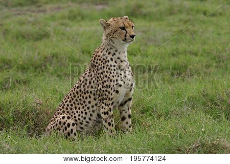 Cheetah Botswana Africa Savannah Wild Animal Mammal