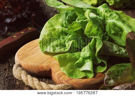 Raw green organic butter lettuce ready to chop on cutting board with knife .