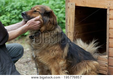 ST. PETERSBURG, RUSSIA - JUNE 30, 2017: Employee and a dog in the shelter for homeless animals of the foundation Vernost. About 40 big dogs living in the shelter today