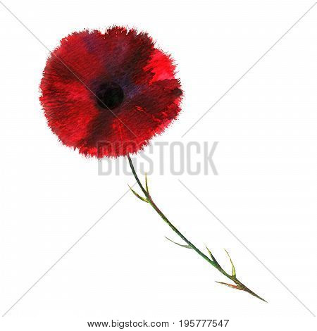Red watercolor flower on white background. Original Hand drawn illustration.
