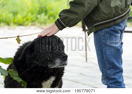boy is stroking the head of a black stray dog a mongrel with sad eyes two 2