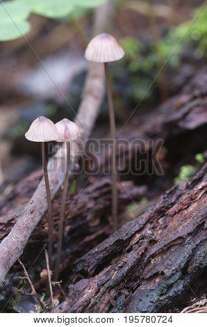 Mushrooms (Mycena sanguinolenta) on a soil in a green moss