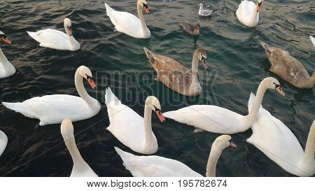 Many swimming swans follow the leader on the green lake