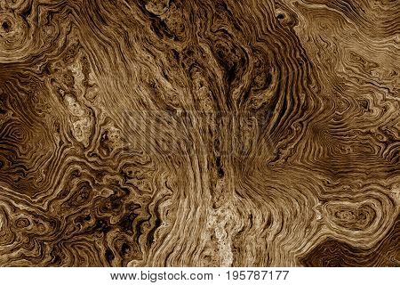 Texture of roots of tree with wavy lines and age rings. Abstract background.