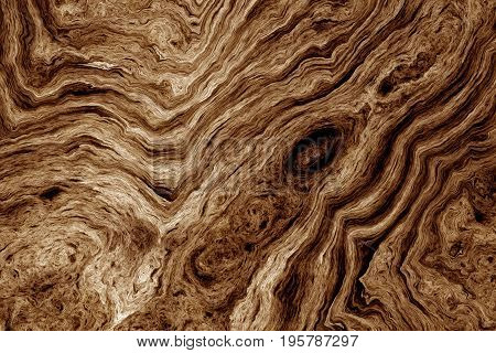 Texture of roots of tree with wavy lines and age rings. Abstract background.