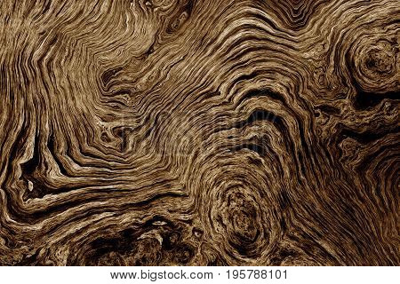 Texture of roots of tree with wavy lines and age rings. Abstract background.
