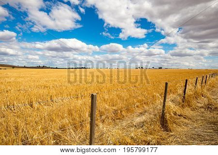 The vast expanse of farm fields in the Moolort Plains near the old townships of Maldon and Castlemaine in the goldfields region of Victoria, Australia