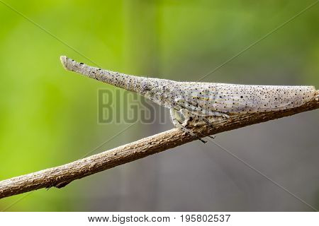 Image of lantern bug or zanna sp on the branches on a natural background.. Insect Animal