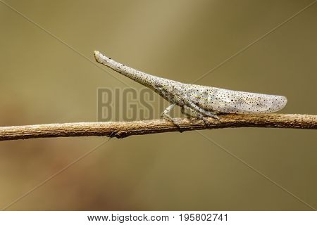 Image of lantern bug or zanna sp on the branches on a natural background.. Insect Animal
