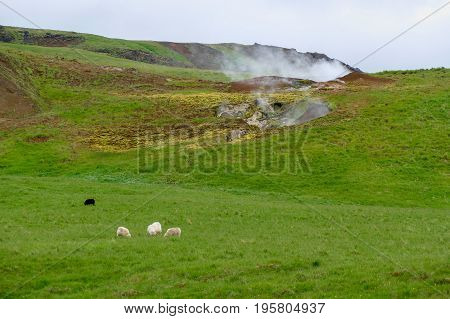 Hveragerdi Valley Of Hot Waters In Iceland