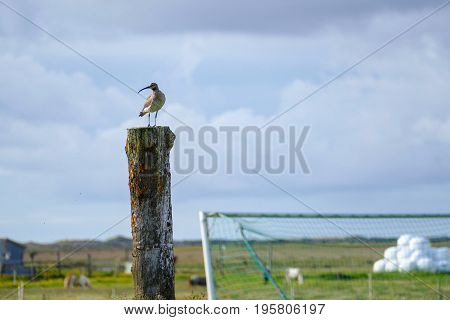 Sea Bird Seitting On A Wooden Column