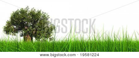 3D verde erba isolato su sfondo bianco con un naturale verde ma vecchio baobab. Ideale per natu