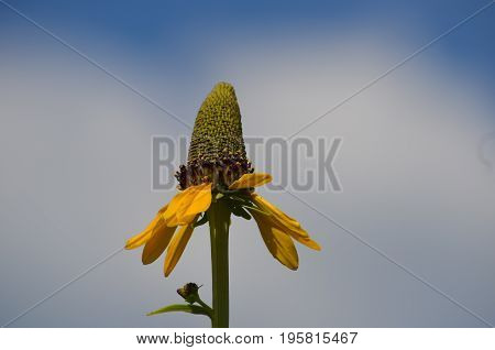 Yellow coneflower against a blue sky with clouds