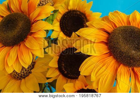 a set of flowered sunflowers in a jar /close-up of flowered sunflowers