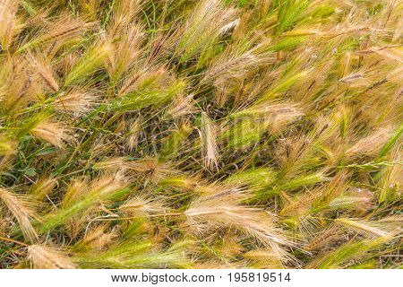 Wheat Field In Porto Covo