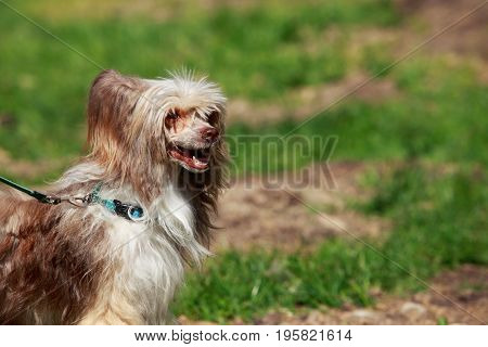 Dog breed Chinese Crested on a background of green grass