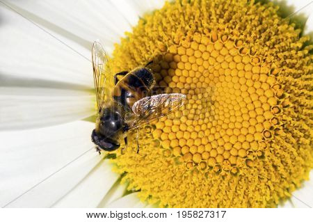 Bee sitting on camomile. Macro photo. White flower. Life of insects