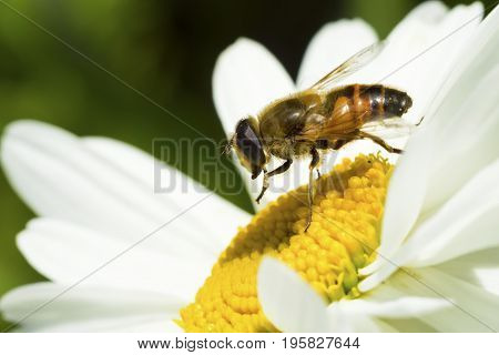 Bee sitting on camomile. Macro photo. White flower. Life of insects