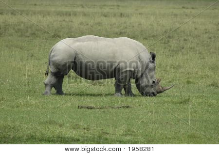 Rhinoceros