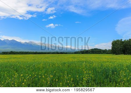 A green glade against the backdrop of the mountains in Siberia