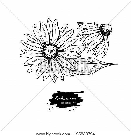 Echinacea vector drawing. Isolated purpurea flower and leaves. Herbal engraved style illustration. Detailed botanical sketch for tea, organic cosmetic, medicine, aromatherapy