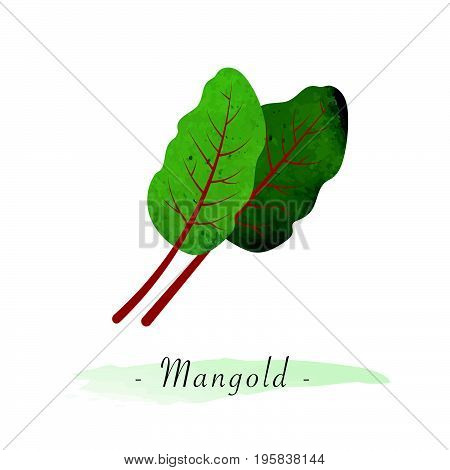 Colorful Watercolor Texture Vector Healthy Vegetable Mangold Swiss Chard Leaf
