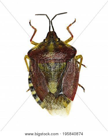 Black-shouldered Shield Bug on white Background - Carpocoris purpureipennis
