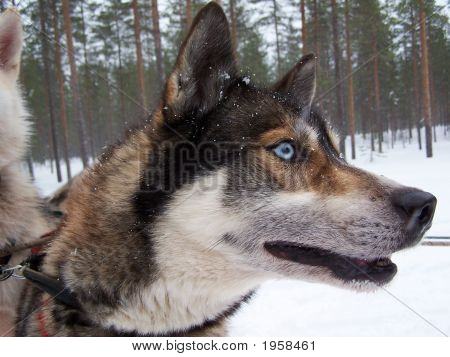 Pies Husky Finlandia 
