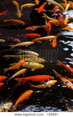 Poisson