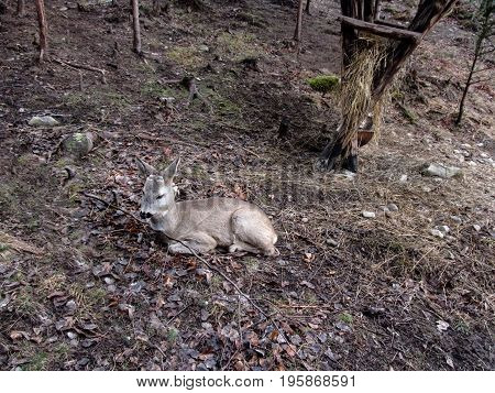 A young roe deer without horns lies on the ground in an autumn-winter forest without snow and greens. Photo in gray-brown tones in the background you can see a feeding trough with hay in the tree