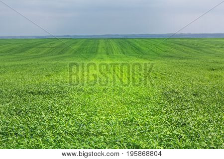 Green field with wheat shoots on a summer evening on the background of mazarine sky