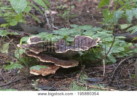 Ganoderma applanatum mushroom close up shot outdoors