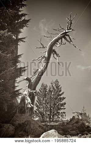 A Solitary Whitebark Pine Tree On The Mountain
