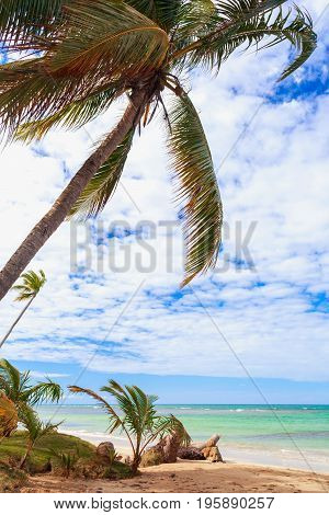 incredible empty tropical caribbean beach with palm tree above the sea. Vacation concept. Dominican Republic
