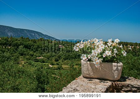 View of white flowers in a vase over the Provence hills, in the historical village of Ménerbes. Located in the Vaucluse department, Provence-Alpes-Côte d'Azur region, in southeastern France