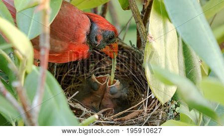 A very red male cardinal feeds a green worm to two of his three day old babies in the nest