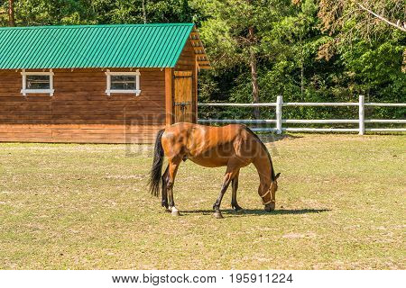 A beautiful horse on a summer playground in the background of a fragment of a stable in Mezhyhiria near Kiev.
