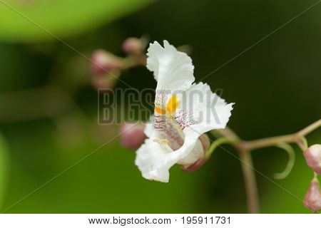 Flower of a Southern Catalpa tree Catalpa bignonioides.