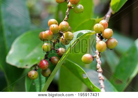 Antidesma puncticulatum Miq. , Mamao (thai name) Thai fruit
