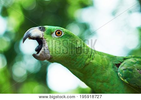 Parrot trying to bite. Open beak of green parrot close up