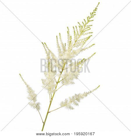 white astilba flower isolated on white background