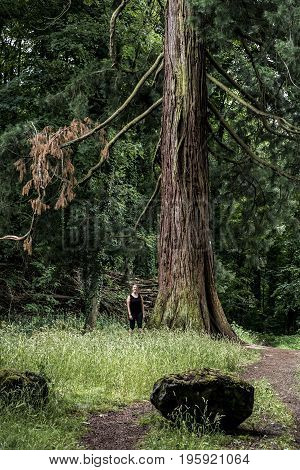 German National Park hiking girl on the trail beside a huge old mammoth tree