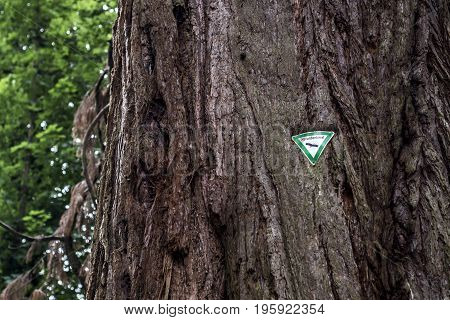 German Sign Naturdenkmal meaning natural monument on old Ancient and giant mammoth tree in the german national forest