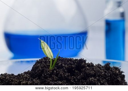 science biology ecology research and people concept - close up of scientist hands holding petri dish with plant and soil sample in bio laboratory