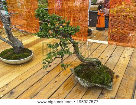 Northern White-cedar - Bonsai In The Style Of  
